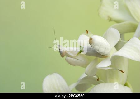 Walking flower mantises (Hymenopus coronatus), Animals, Other animals, Insects, Mantis, Orchid mantis adult, camouflaged on orchid flower (captive) Stock Photo