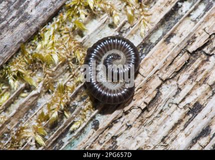 Black Millipede (Tachypodoiulus niger) adult, coiled in garden, Chipping, Lancashire, England, United Kingdom Stock Photo