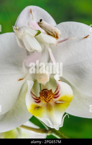 Walking flower mantises (Hymenopus coronatus), Animals, Other animals, Insects, Mantis, Orchid mantis subadult, waiting for prey, camouflaged on Stock Photo