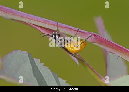 Blue-black Rose Brush Horn Wasp, Blue-black Rose Brush Horn Wasps, Argidae, Other animals, Insects, Animals, Large Rose Sawfly (Arge pagana) adult Stock Photo