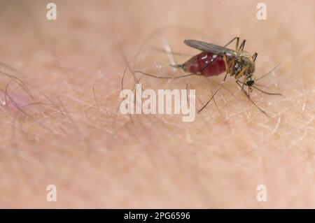 Common Mosquito, Northern House Mosquito, Common mosquitoes (Culicidae), Northern House Mosquitoes (Culex pipiens), Other Animals, Insects, Animals Stock Photo