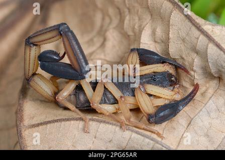 Black-pincered Bark Scorpion (Centruroides bicolor) adult, resting on dead leaf in rainforest, Corcovado N. P. Osa Peninsula, Puntarenas Province Stock Photo