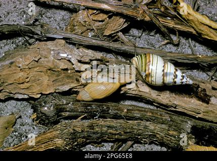 Pink cannibal rosy wolfsnail (Euglandina rosea), adult, preys on florida tree snail (Liguus fasciatus), utricularia ochroleuca (U.) (U.) S. A Stock Photo