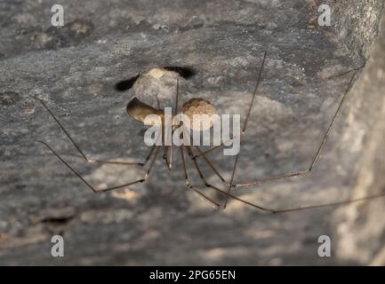 Daddy-long-legs Spider (Pholcus phalangioides) adult female, carrying eggs in house, Chipping, Lancashire, England, United Kingdom Stock Photo