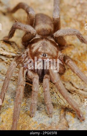 Other Animals, Spiders, Arachnids, Animals, Tarantulas, Wolf Spiders ...