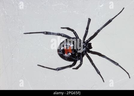 Shoe-button spider, Black Widow, Southern Black Widows, Black Widows, Other Animals, Spiders, Arachnids, Animals, Hooded Spider, Southern Black Widow Stock Photo