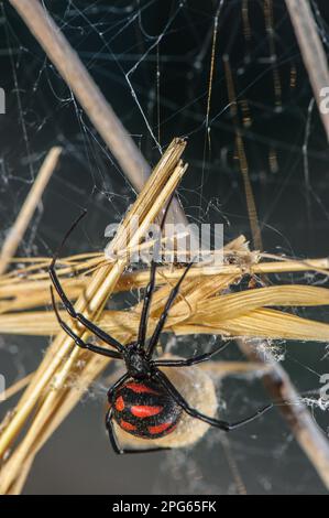 European black widow, Mediterranean black widow, European black widows, Mediterranean black widows, Other animals, Spiders, Arachnids, Animals Stock Photo