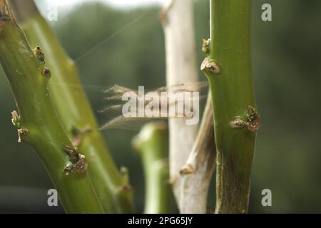 Heavy jumping spider (Hyllus sp.), adult female, jumping, in the air between the trunks (two of three in a row), Burkina Faso Stock Photo