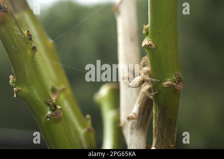 Heavy jumping spider (Hyllus sp.) adult female, jumping, landing on the trunk after jumping (three out of three in a row), Burkina Faso Stock Photo