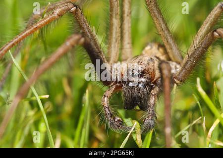 Giant House Spider (Tegenaria gigantea) adult male, walking across garden lawn, having been ejected from house, Belvedere, Bexley, Kent, England Stock Photo