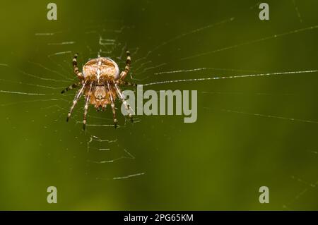 Garden cross spider, Garden cross spider, european garden spiders (Araneus diadematus), Other animals, Spiders, Arachnids, Animals, Wheel web spiders Stock Photo