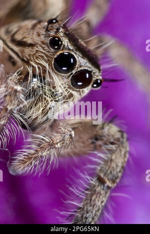 Other animals, Spiders, Arachnids, Animals, Jumping spiders, Heavy Jumping Spider (Hyllus sp.) adult female, close-up of face, Banfora, Comoe Stock Photo