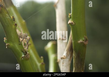 Heavy jumping spider (Hyllus sp.), adult female, jumping, ready to jump from the trunk (one of three in a row), Burkina Faso Stock Photo