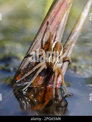 Raft spider (Dolomedes fimbriatus) adult, resting on plant stem, feeling for vibrations of prey with forelegs extended onto water surface, Dorset Stock Photo