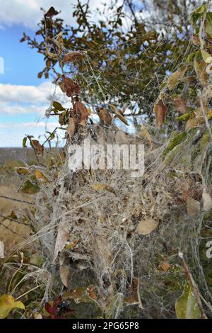 Social Velvet Spider Stock Photo - Alamy