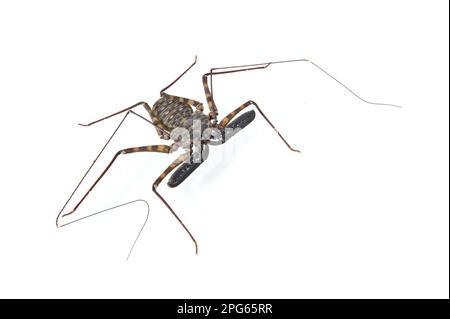 Flagellate spider, Flagellate spiders, Other animals, Animals, Arachnids, Tanzanian Giant Tailless Whip Scorpion (Damon diadema) adult Stock Photo