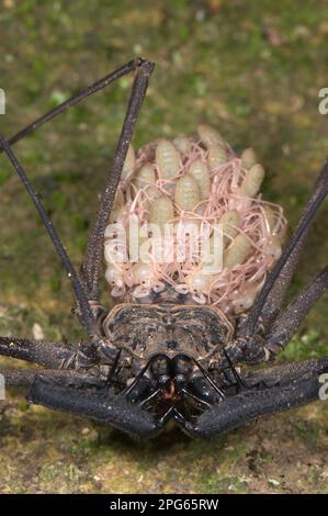 Tailless whip scorpion (Heterophrynus sp.), adult female, with juveniles on abdomen, Los Amigos Biological Station, Madre de Dios, Amazonia, Peru Stock Photo