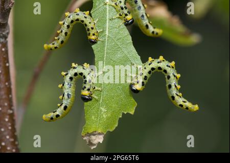 Dusky birch sawfly, Craesus latitarsus, larvae on the leaves on a young silver birch (Betula pendula) tree, Berkshire Stock Photo