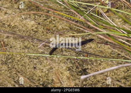 Horse-leech (Hirudinea) (Haemopis sanguisuga), Animals, Other animals, Worms, Horse Leech in water dyke Stock Photo