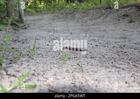 Millipedes, Millipedes, Millipedes, Other animals, Animals, Giant