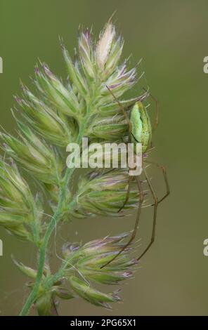 Common Stretch Spider (Tetragnatha extensa) adult female, resting on grass flowerhead beside span web, Leicestershire, England, United Kingdom Stock Photo