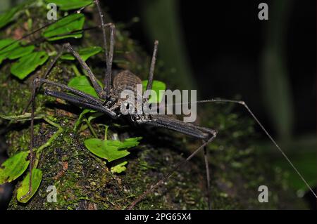 Flagellate spider, Flagellate spiders, Other animals, Animals, Arachnids, Tailless Whip Scorpion (Amblypygi sp.) adult, on tree trunk, Yasuni N. P. Stock Photo