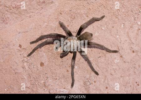 Western Desert Tarantula (Aphonopelma chalcodes) adult, with leg missing, crossing path, Zion N. P. Utah (U.) S. A Stock Photo