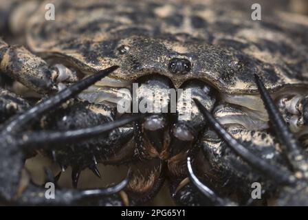 Variegated Tailless Whip whipscorpion (Damon variegatus), adult female, close-up of cephalothorax with eyes and mouth, Central Africa Stock Photo