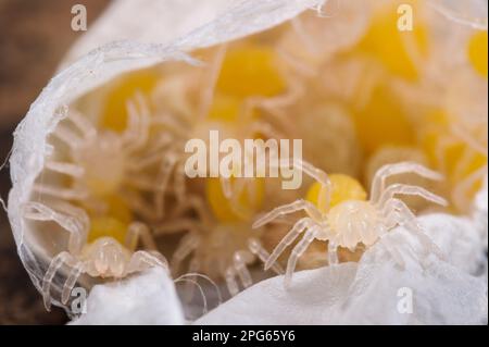 Trapdoor Spider (Nemesia sp.) new undescribed species, newly hatched spiderlings, Italy Stock Photo