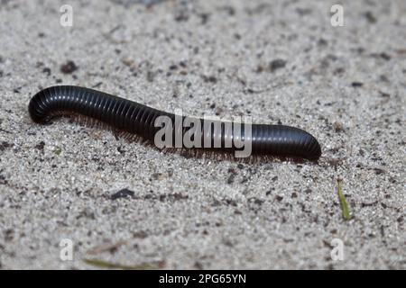 Millipedes, Millipedes, Millipedes, Other animals, Animals, Giant