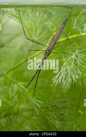 Water stick insect (Ranatra linearis), adult, breathing through a 'tail' tube at the posterior end of the abdomen at the water surface, in tank Stock Photo