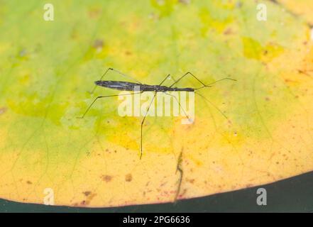 Common Pond Skater (Hydrometra stagnorum), Common Pond Skater, Water Skater, Other animals, Insects, Animals, Bug, Water Measurer adult, walking Stock Photo