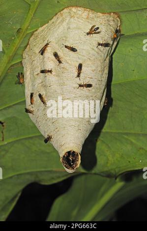 Adult paper wasp (Vespidae sp.), on nest surface, nest hanging from underside of leaf, Yasuni N. P. Amazonas, Ecuador Stock Photo