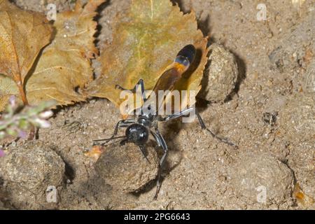 Common Sand Wasp (Ammophila sabulosa) adult female, with European Rabbit (Oryctolagus cuniculus) dropping held in mandibles, used as 'tool' to tamper Stock Photo