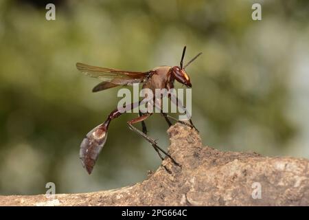 African paper wasp (Belonogaster sp.) adult, resting on branch, Kafue N. P. Zambia Stock Photo