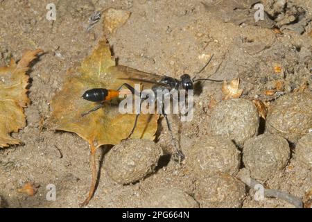 Common Sand Wasp (Ammophila sabulosa) adult female, amongst European Rabbit (Oryctolagus cuniculus) droppings near nesthole, Norfolk, England, United Stock Photo