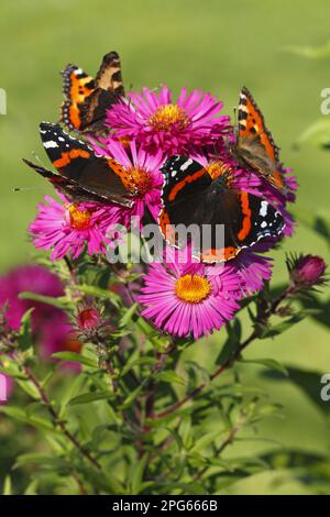 Adults of Red red admiral (Vanessa atalanta) and Lesser small tortoiseshell (Aglais urticae) feeding on the flowers of Michaelmas Daisy (Aster Stock Photo