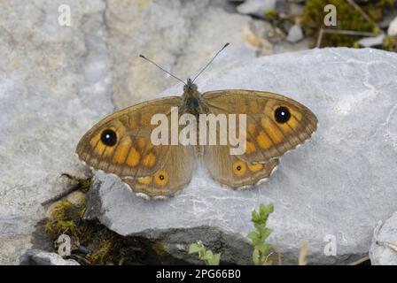 Large Wall Brown (Lasiommata maera) adult, resting on rock in mountain meadow, Valle de Hecho, Pyrenees, Spain Stock Photo