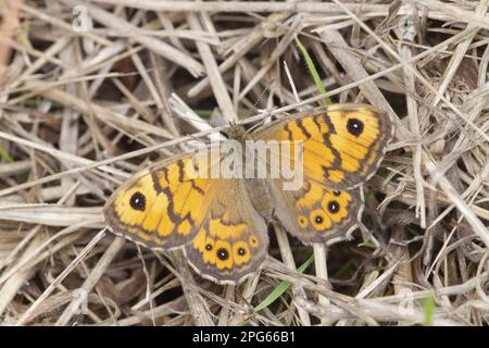 Wall Fox, Wall Foxes, wall browns (Lasiommata megera), Other animals, Insects, Butterflies, Animals, Wall Brown adult, resting on dry vegetation Stock Photo
