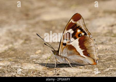 Purple Emperor (Apatura iris) adult male, drinking minerals from sandy path, Lady Wood, Northamptonshire, England, United Kingdom Stock Photo