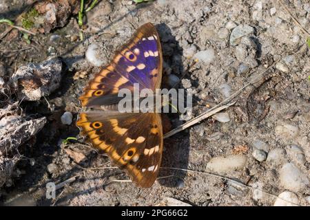 Lesser Purple Emperor (Apatura ilia) adult male, drinking minerals from soil, Austria Stock Photo