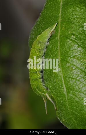 Large Fritillary (Apatura iris), Large Fritillary, Other animals, Insects, Butterflies, Animals, Purple Emperor larva, feeding on goat willow Stock Photo