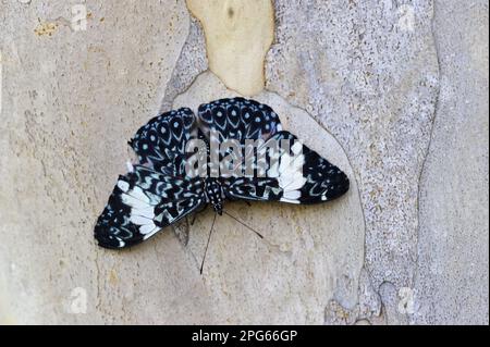 Brush-footed butterfly (Nymphalidae), Other animals, Insects, Butterflies, Animals, Arinome Cracker Butterfly (Hamadryas arinome) adult, resting on Stock Photo