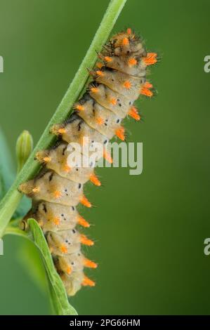 Southern Festoon (Zerynthia polyxena) caterpillar, resting on stem, Italy Stock Photo