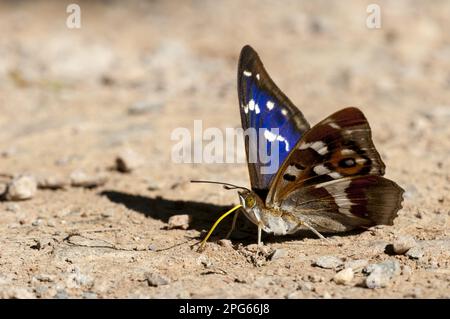 Purple Emperor (Apatura iris) adult male, drinking minerals from sandy path, Fermyn Wood, Northamptonshire, England, United Kingdom Stock Photo