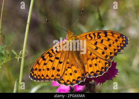 Marbled marbled fritillary (Brenthis daphne), adult male resting with open wings on flower, Pyrenees, Ariege, France Stock Photo