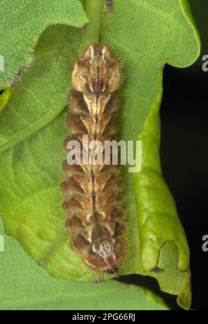 Purple Hairstreak (Quercusia quercus) caterpillar, on Common Oak (Quercus robur) leaf in ancient woodland, Alun Valley, Vale of Glamorgan, South Stock Photo