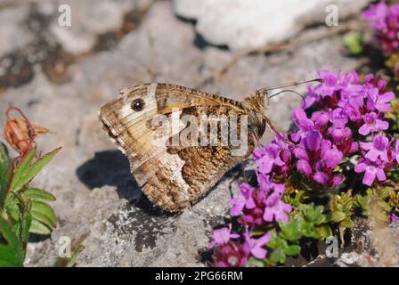 Grayling (Hipparchia semele) adult, feeding on Wild Thyme (Thymus praecox) flowers on coastal cliff, Gower Peninsula, Glamorgan, South Wales, United Stock Photo