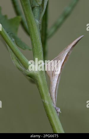 Orange tip (Anthocharis cardamines) brown pupa form, on the stem of garlic mustard (Alliaria petiolata) in the garden, Leicestershire, England Stock Photo