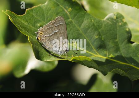 Purple Hairstreak (Quercusia quercus) adult, feeding on honeydew from Oak (Quercus sp.) leaf, Southwater Woods, West Sussex, England, United Kingdom Stock Photo